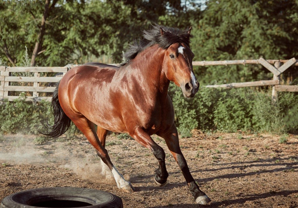 buyuknacarstud
