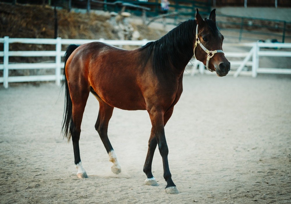 buyuknacarstud