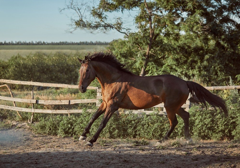 buyuknacarstud